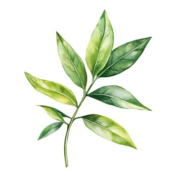 A Oleander Leaf, watercolor clipart vector, isolated on a white background.