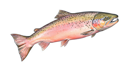 Obraz premium Watercolor Illustration of a Salmon, Aquatic Animal, Fish, Wildlife watercolor png, transparent isolated nackground