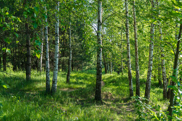 Green forest in the morning. Sparse birch forest
