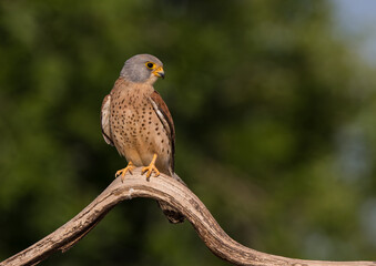 Male Lesser Kestrel Perched on curved branch