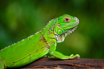 Naklejka premium Vibrant green iguana with detailed scales resting on a wooden surface