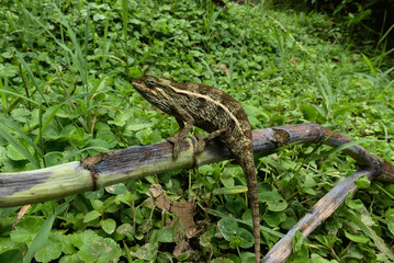 Wild chameleon on a tree. Trioceros ellioti, also known commonly as Elliot's chameleon, Elliot's groove-throated chameleon, and the montane side-striped chameleon. Species indigenous to Africa.