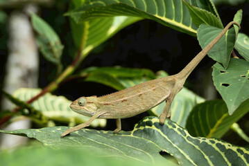 Wild chameleon on a tree. Trioceros ellioti, also known commonly as Elliot's chameleon, Elliot's groove-throated chameleon, and the montane side-striped chameleon. Species indigenous to Africa. © Fernando