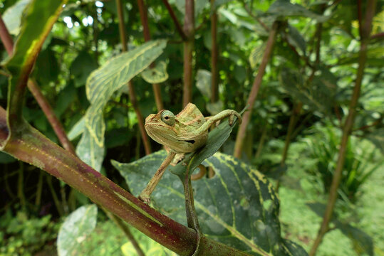 Wild chameleon on a tree. Trioceros ellioti, also known commonly as Elliot's chameleon, Elliot's groove-throated chameleon, and the montane side-striped chameleon. Species indigenous to Africa.