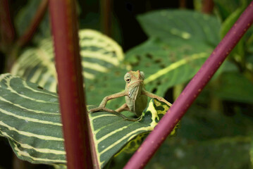 Wild chameleon on a tree. Trioceros ellioti, also known commonly as Elliot's chameleon, Elliot's groove-throated chameleon, and the montane side-striped chameleon. Species indigenous to Africa.