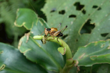 Karniella bullata, a carnivorous insect in the family Tettigoniidae, commonly called katydids or bush crickets, eating a catterpillar.