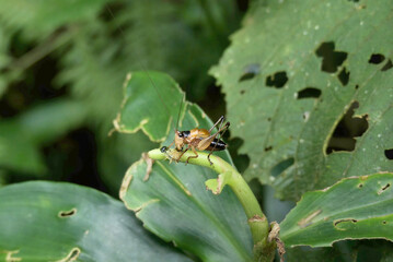 Karniella bullata, a carnivorous insect in the family Tettigoniidae, commonly called katydids or bush crickets, eating a catterpillar.