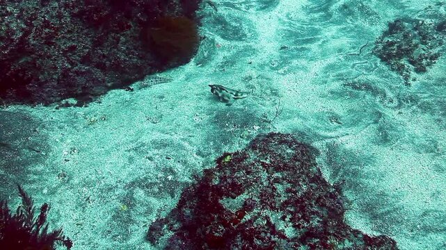 A Galapagos Batfish moves across the sandy ocean floor of the Galapagos Islands, near rocks and other sea life, on a bright sunny day in its natural habitat.
