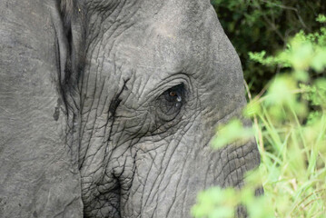 Wild african elephant (Loxodonta africana), close up. Safari.