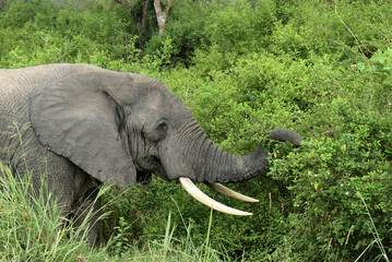 Wild african elephant (Loxodonta africana), close up. Safari.
