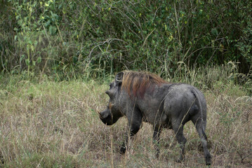 Common warthog (Phacochoerus africanus), a wild member of the pig family (Suidae) common in the african savanna.