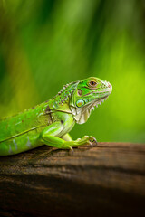 Fototapeta premium Vibrant green iguana resting on a weathered wooden branch with lush foliage background