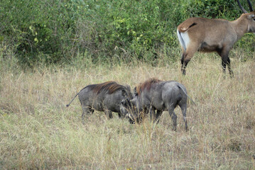 Common warthogs (Phacochoerus africanus) fighting, a wild member of the pig family (Suidae) common...