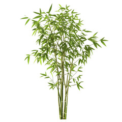 Naklejka premium Lush bamboo plant with water droplets on the foliage.