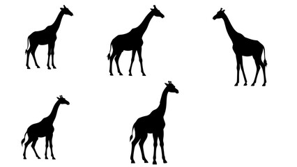 Fototapeta premium Giraffe Silhouette Vector Set - African Wildlife Graphics