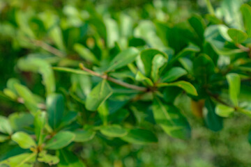 Green Leaves Bokeh Background for Nature Photography