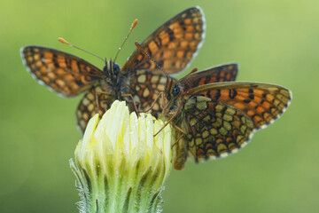 Closeup on two Nickerl's Fritillary butterflies, Melitaea aurelia on top of a closed yellow flower