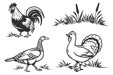 Poultry - set of farm animals illustrations, black and white drawings