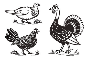 Poultry - set of farm animals illustrations, black and white drawings