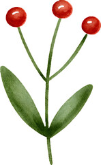 Watercolor christmas holly berries and leaves on transparent background.