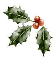 Watercolor holly berries and leaves illustration on transparent background.