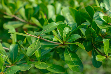 Branch with Bright Green Leaves Close Up Nature View