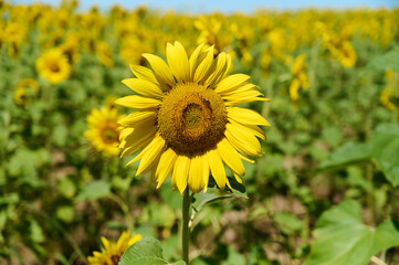 Fototapeta premium A sunflower displays its bright yellow petals against a blurred green background on a sunny summer day.
