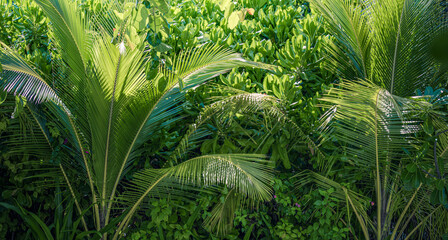  Lush green tropical foliage with palm leaves and exotic plants forming a vibrant summer nature background, perfect for natural wallpaper, botanical design, and eco travel or jungle-themed visuals