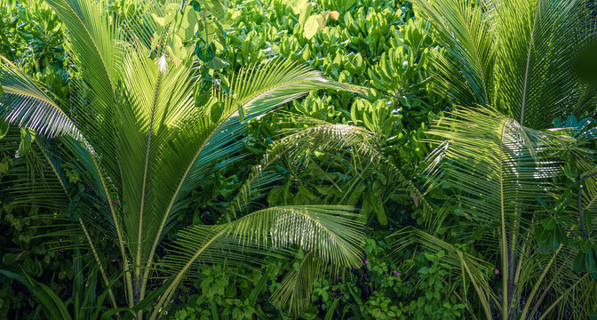  Lush green tropical foliage with palm leaves and exotic plants forming a vibrant summer nature background, perfect for natural wallpaper, botanical design, and eco travel or jungle-themed visuals - Powered by Adobe