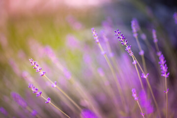 Dreamy beautiful inspirational closeup of lavender flowers with blurred bokeh, lush green foliage sunshine and vibrant artistic summer colors beautiful abstract floral nature pattern. Floral wallpaper