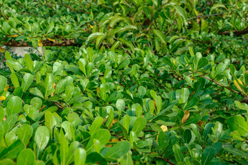 Lush Green Leaves Background Texture in Tropical Garden