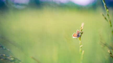  Closeup of butterfly in sunrise meadow with cold morning sunlight and blue green tones, peaceful...