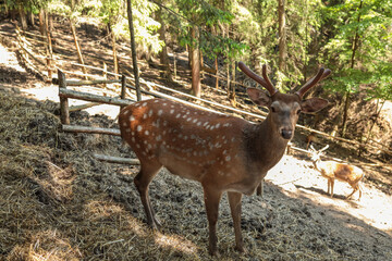 Spotted sika deer stag with velvet antlers stands alert beside rustic wooden fence on sunny forest...