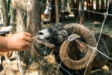 Hand feeds curved-horn mouflon through wire fence; close-up captures detailed spiral horns, intense eye and trust-filled interaction in sunny outdoor wildlife enclosure