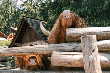 Shaggy red Highland cow stretches over rustic wooden fence on sunny countryside farm, curly coat...