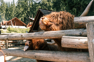 Shaggy red Highland cow stretches over rustic wooden fence on sunny countryside farm, curly coat...