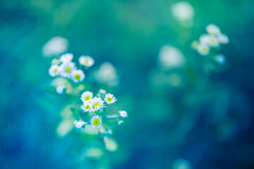 Daisy flowers closeup with morning sunlight, soft blue and green tones, blurred lush foliage...