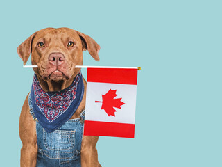 Cute dog and Canadian Flag. Closeup, indoors. Studio shot. Congratulations for family, loved ones, relatives, friends and colleagues. Pets care concept