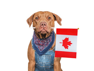 Cute dog and Canadian Flag. Closeup, indoors. Studio shot. Congratulations for family, loved ones,...