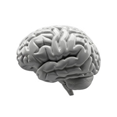 Photo of a detailed model of a human brain isolated on transparent background