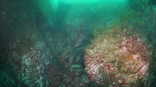 Sunlight filters through turquoise waters, illuminating vibrant marine life clinging to the rugged rock formations. This is a view into the underwater ecosystem of the Barents Sea.