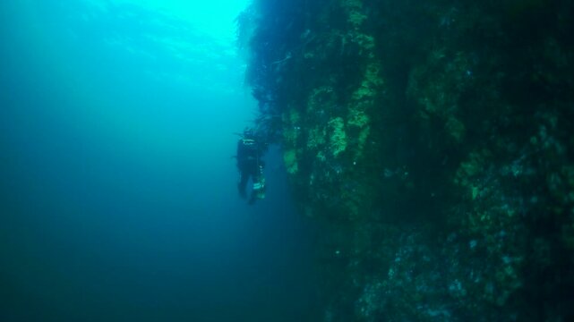 A scuba diver explores the depths. He navigates alongside an underwater cliff, covered in marine life in the Arctic Barents Sea. Cold, mysterious beauty awaits.