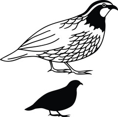 Wild Quail Bird Vector Illustration  
