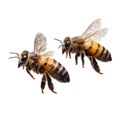 Two bees pollinating in mid-air, detailed wing textures and body hair, side view macro lighting, transparent background PNG in photorealistic 8K resolution