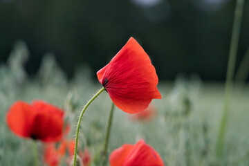 A field of red flowers, poppies. Panoramic view and background, a relaxing scene of connection...