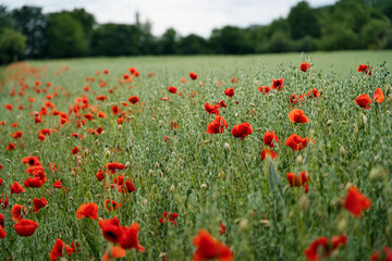 A field of red flowers, poppies. Panoramic view and background, a relaxing scene of connection...