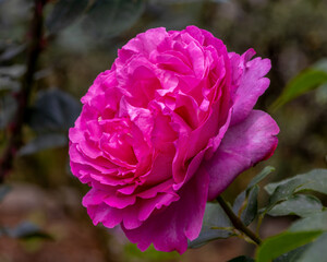 旧古河庭園　百花繚乱のブランド薔薇