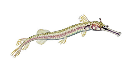 Watercolor Painting of a Trumpetfish, Aquatic Life Illustration watercolor png, transparent isolated nackground