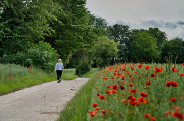 A field of red flowers, poppies. Panoramic view and background, a relaxing scene of connection...