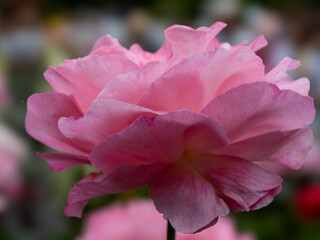 旧古河庭園　百花繚乱のブランド薔薇